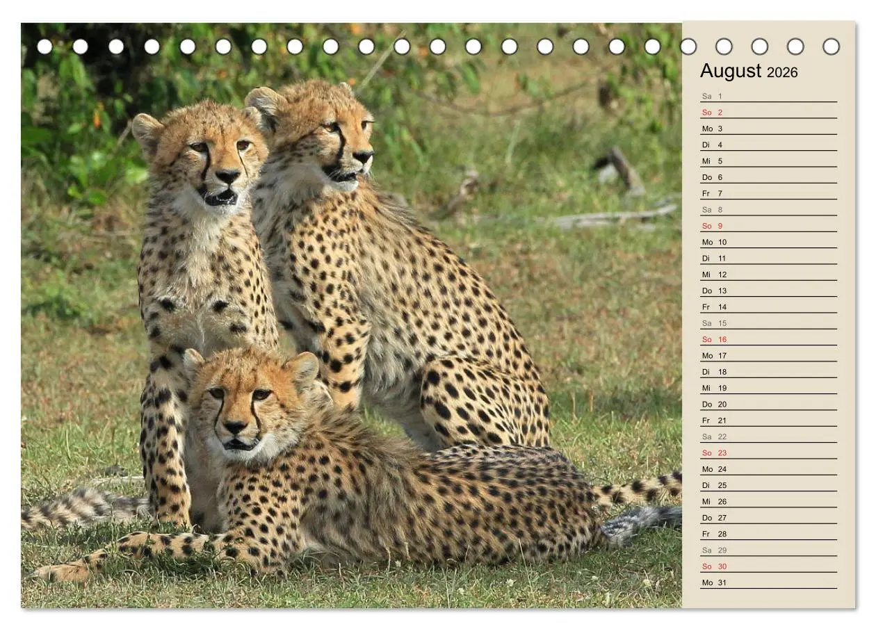 Bild: 9783457989838 | Geparden - Ein Leben in Afrika (Tischkalender 2026 DIN A5 quer),...