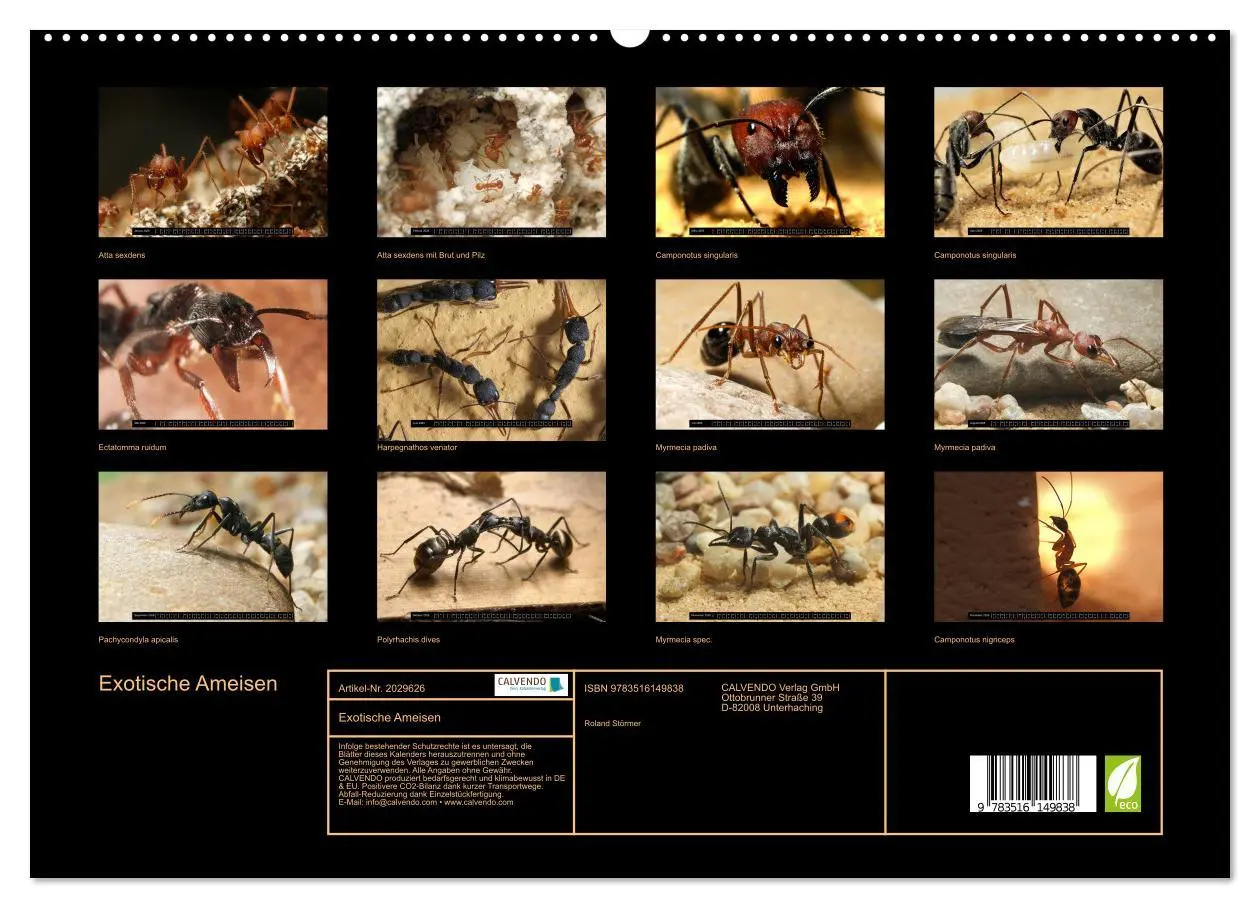 Bild: 9783516149838 | Exotische Ameisen (hochwertiger Premium Wandkalender 2026 DIN A2...