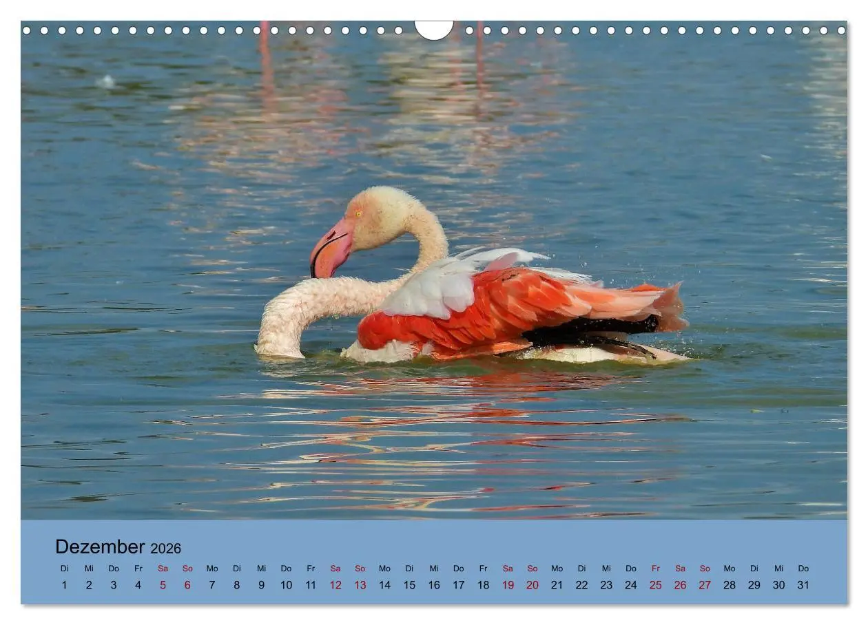 Bild: 9783457780039 | Flamingo und Co - Faszinierende Vogelwelt Südfrankreichs...