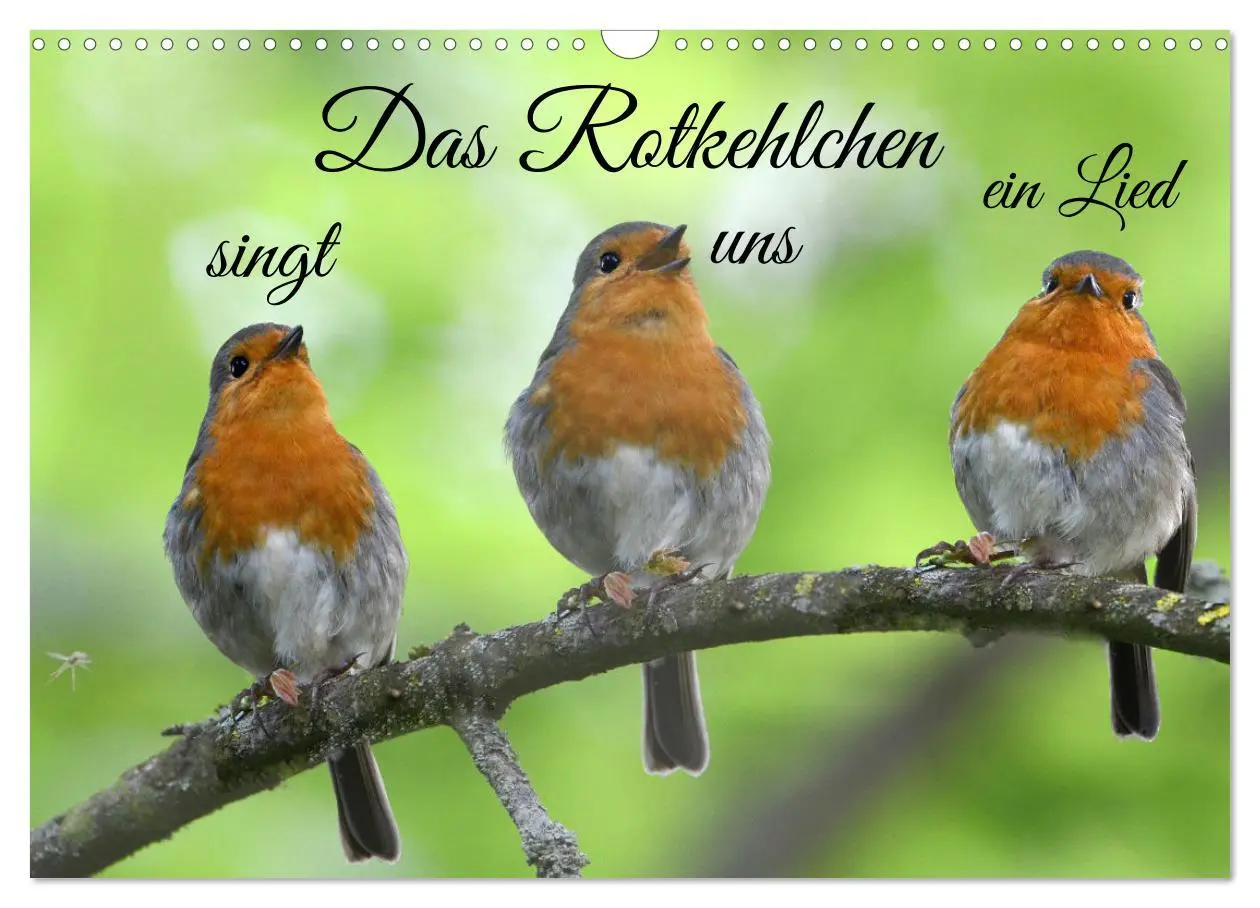 Cover: 9783457920039 | Das Rotkehlchen singt uns ein Lied (Wandkalender 2026 DIN A3 quer),...
