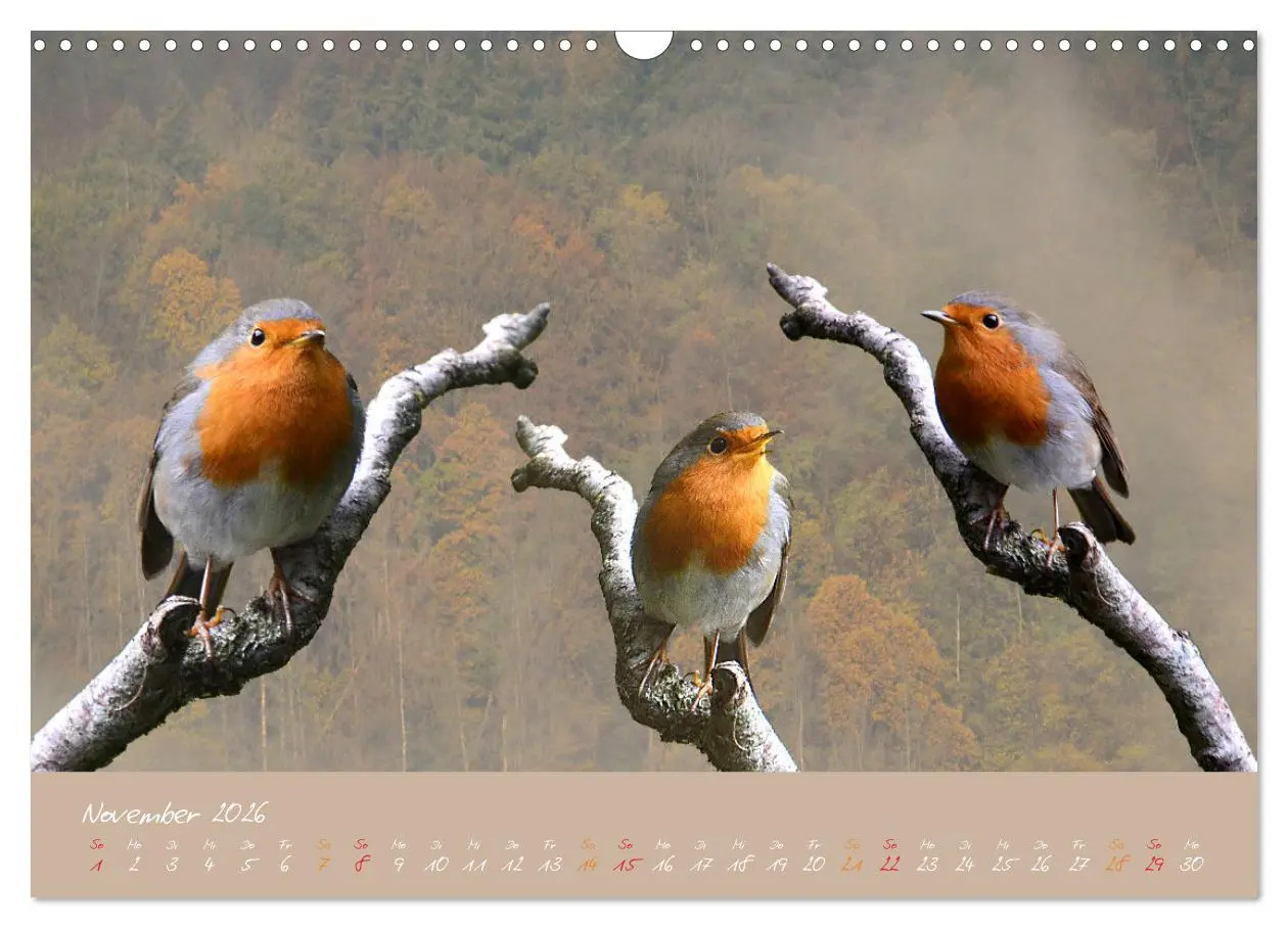 Bild: 9783457920039 | Das Rotkehlchen singt uns ein Lied (Wandkalender 2026 DIN A3 quer),...