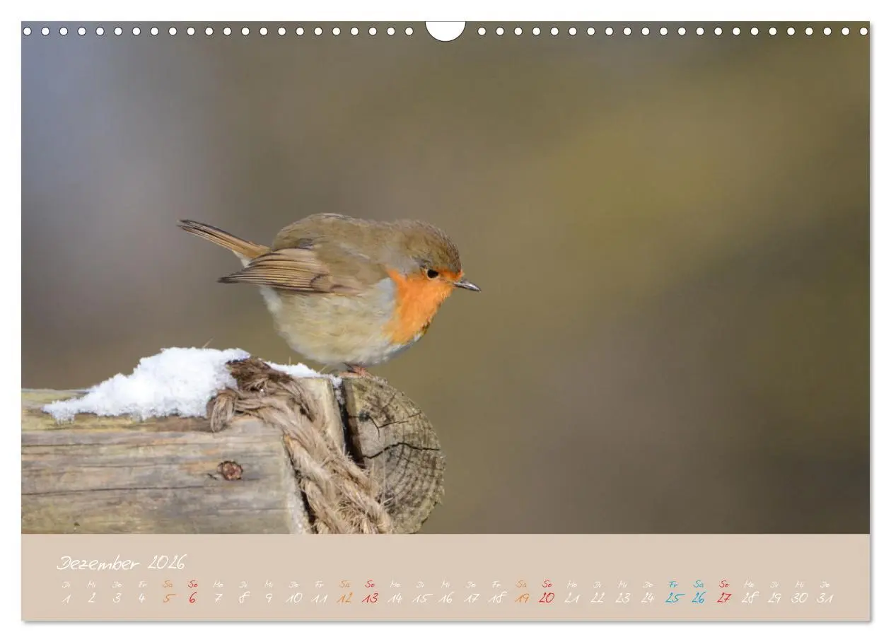 Bild: 9783457920039 | Das Rotkehlchen singt uns ein Lied (Wandkalender 2026 DIN A3 quer),...
