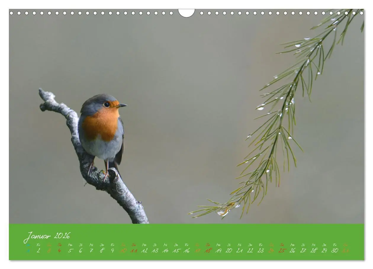 Bild: 9783457920039 | Das Rotkehlchen singt uns ein Lied (Wandkalender 2026 DIN A3 quer),...