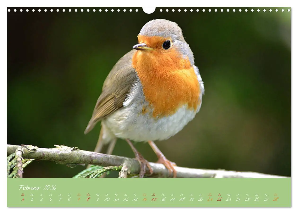Bild: 9783457920039 | Das Rotkehlchen singt uns ein Lied (Wandkalender 2026 DIN A3 quer),...