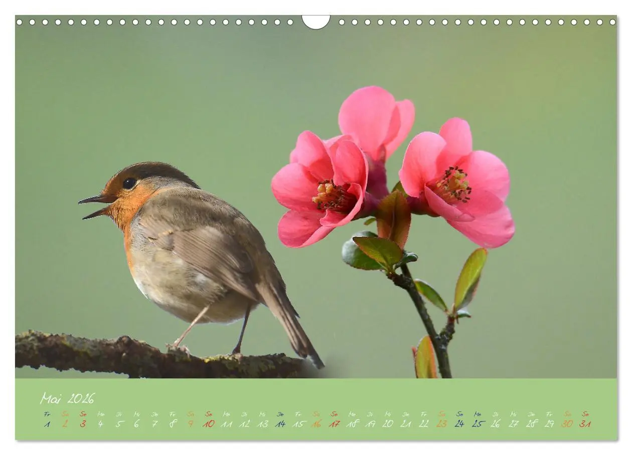 Bild: 9783457920039 | Das Rotkehlchen singt uns ein Lied (Wandkalender 2026 DIN A3 quer),...