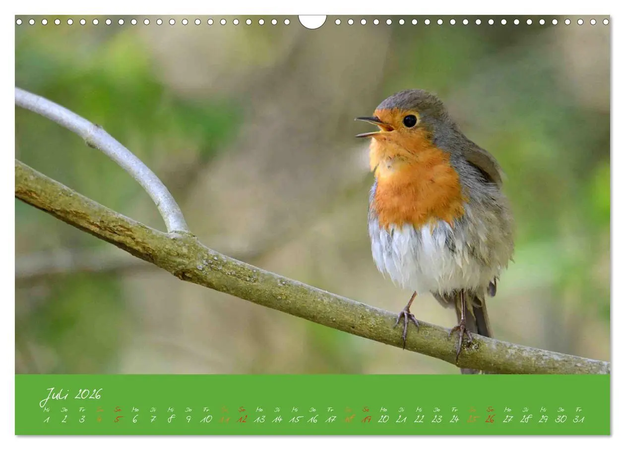 Bild: 9783457920039 | Das Rotkehlchen singt uns ein Lied (Wandkalender 2026 DIN A3 quer),...