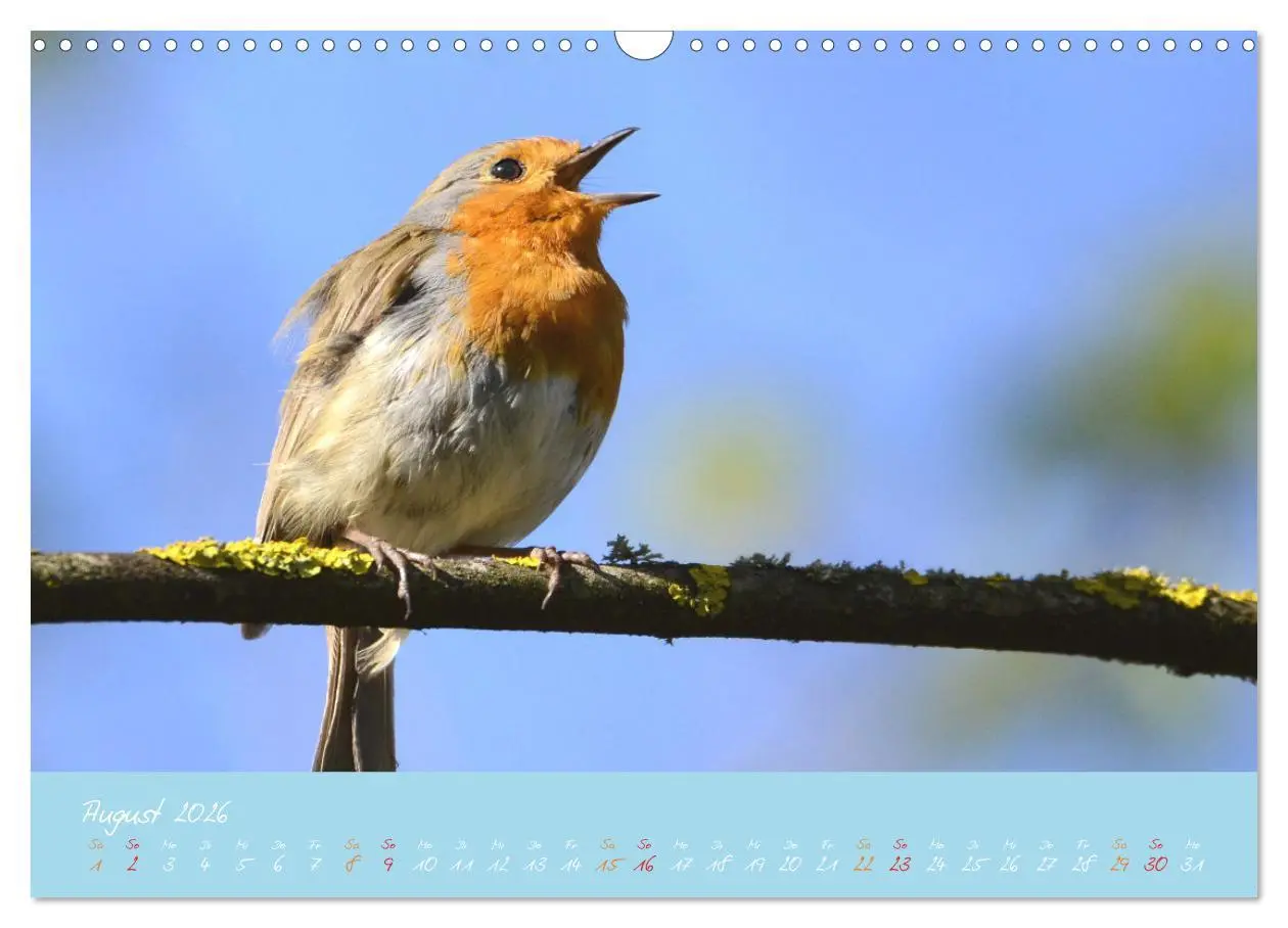 Bild: 9783457920039 | Das Rotkehlchen singt uns ein Lied (Wandkalender 2026 DIN A3 quer),...