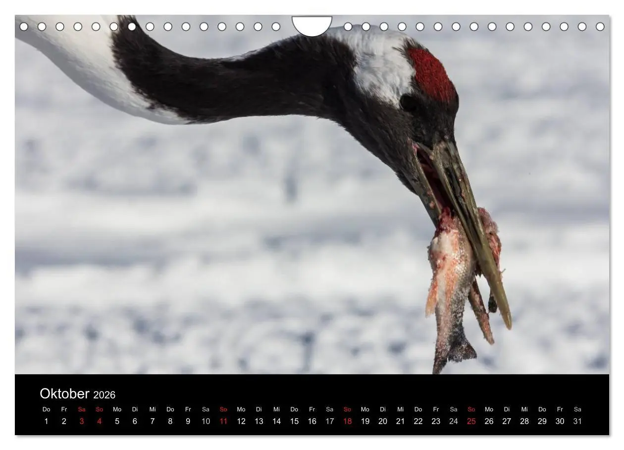 Bild: 9783516180039 | Mandschurenkraniche (Wandkalender 2026 DIN A4 quer), CALVENDO...