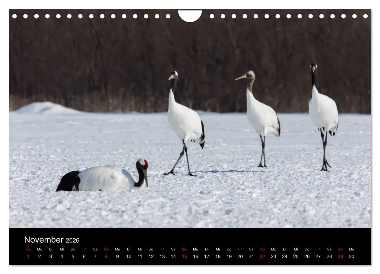 Bild: 9783516180039 | Mandschurenkraniche (Wandkalender 2026 DIN A4 quer), CALVENDO...