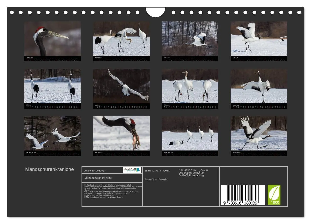 Bild: 9783516180039 | Mandschurenkraniche (Wandkalender 2026 DIN A4 quer), CALVENDO...