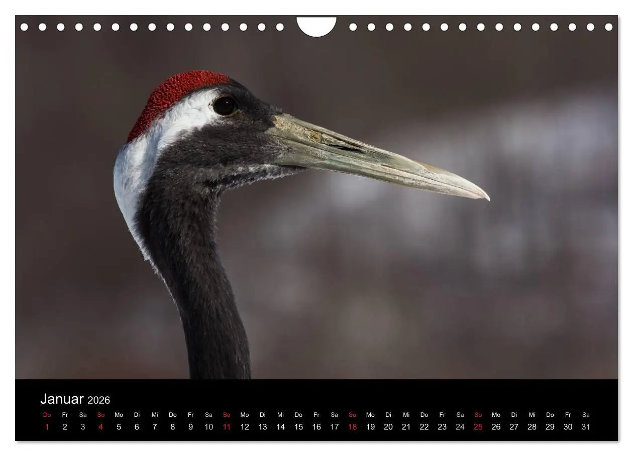 Bild: 9783516180039 | Mandschurenkraniche (Wandkalender 2026 DIN A4 quer), CALVENDO...