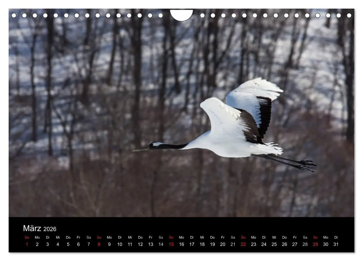 Bild: 9783516180039 | Mandschurenkraniche (Wandkalender 2026 DIN A4 quer), CALVENDO...