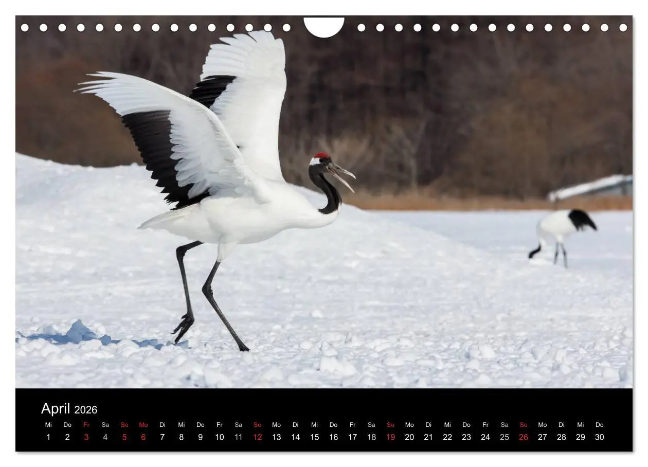 Bild: 9783516180039 | Mandschurenkraniche (Wandkalender 2026 DIN A4 quer), CALVENDO...