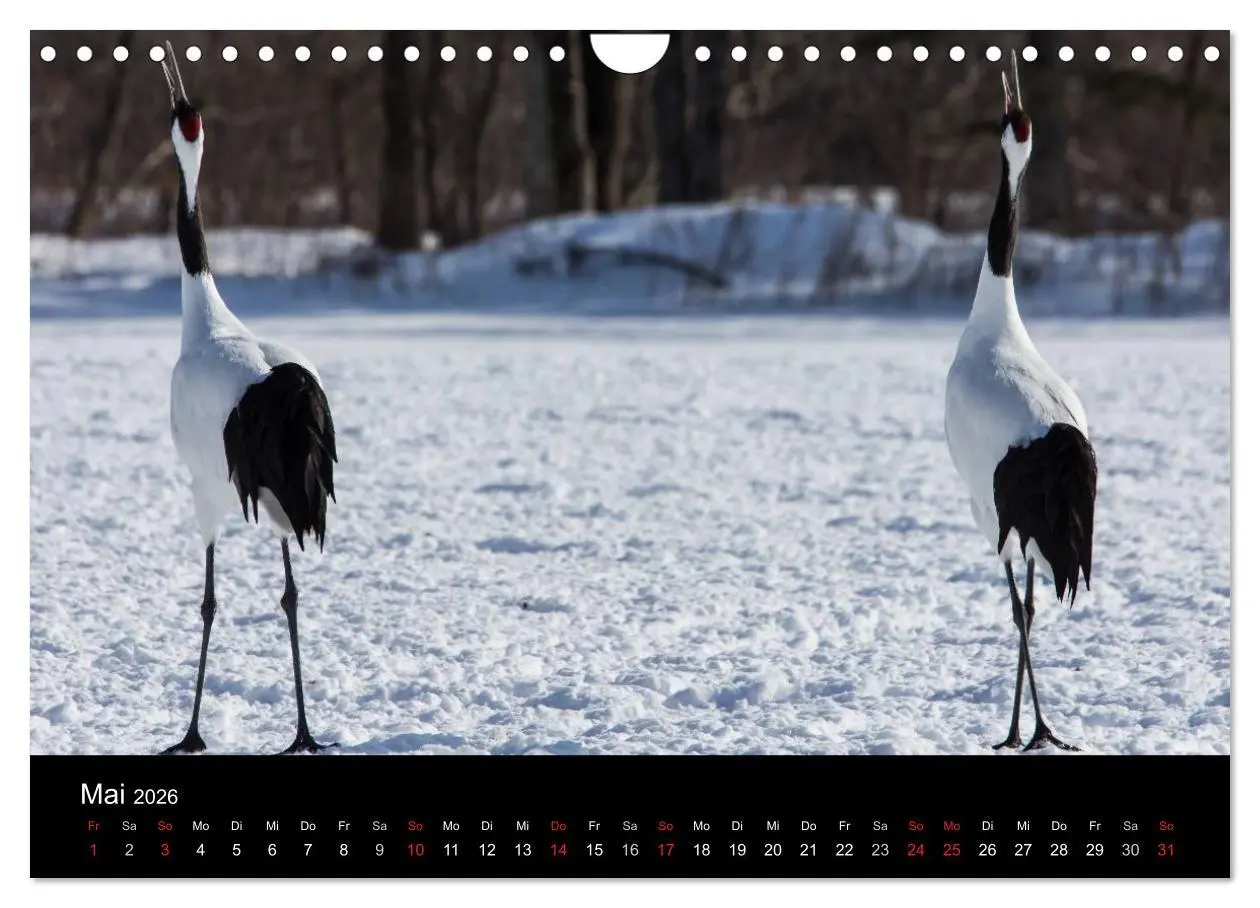 Bild: 9783516180039 | Mandschurenkraniche (Wandkalender 2026 DIN A4 quer), CALVENDO...