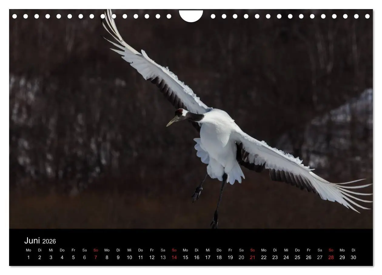 Bild: 9783516180039 | Mandschurenkraniche (Wandkalender 2026 DIN A4 quer), CALVENDO...