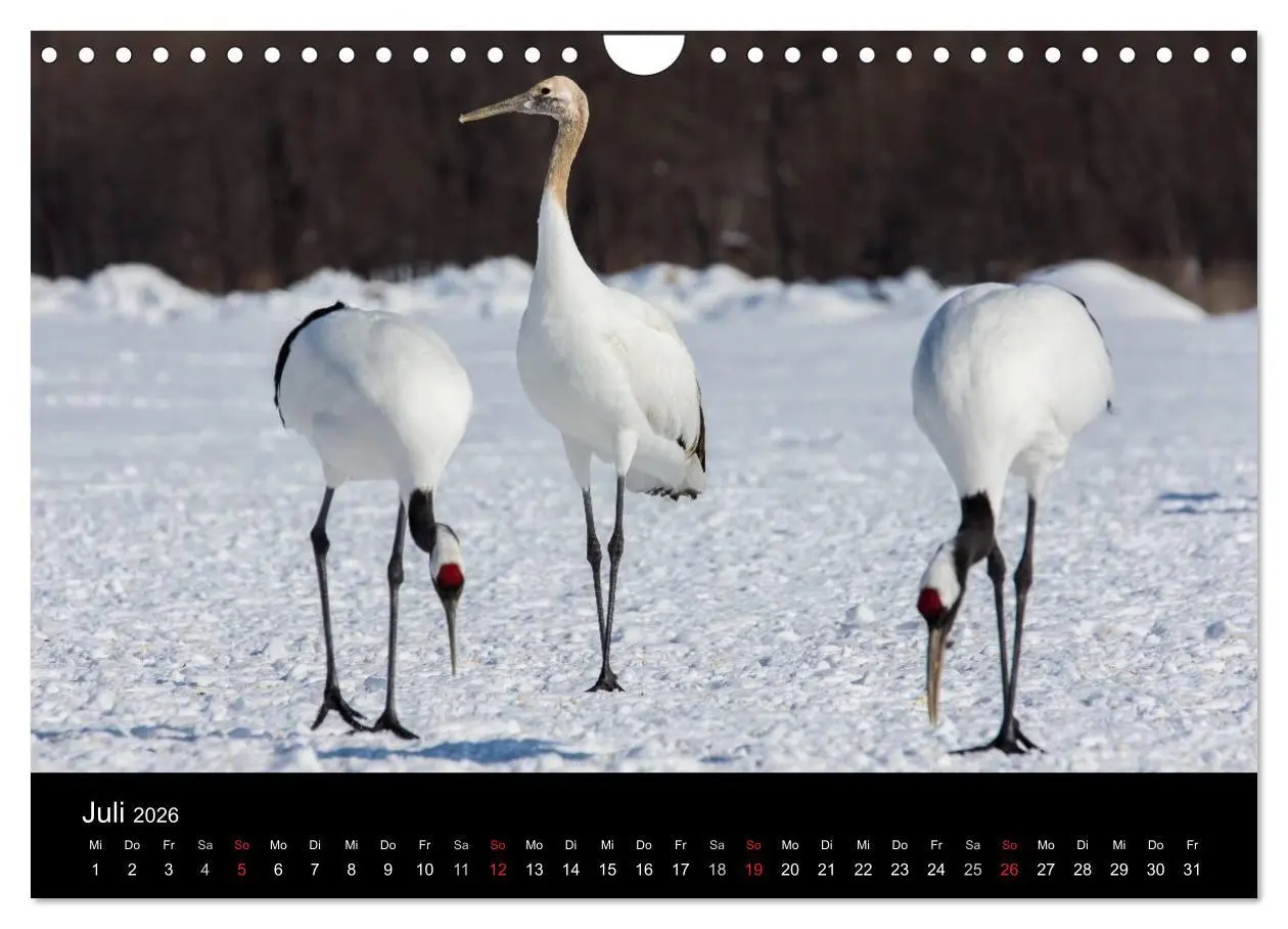 Bild: 9783516180039 | Mandschurenkraniche (Wandkalender 2026 DIN A4 quer), CALVENDO...