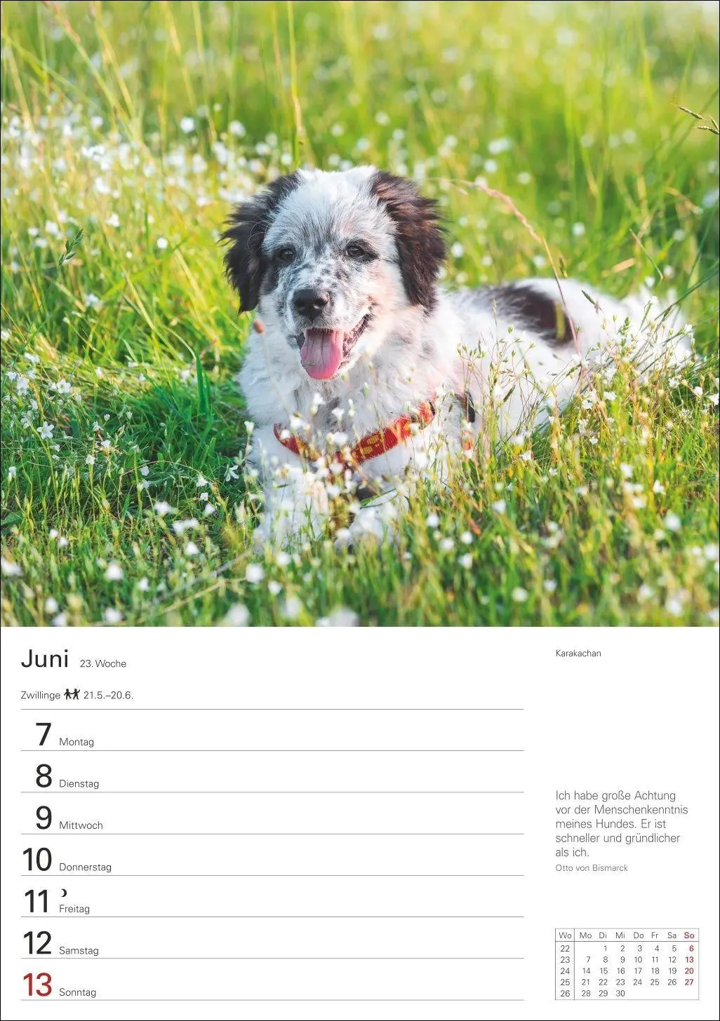Bild: 9783840040139 | Hunde Wochenplaner 2027 - 53 faszinierende Fotografien | Kalender