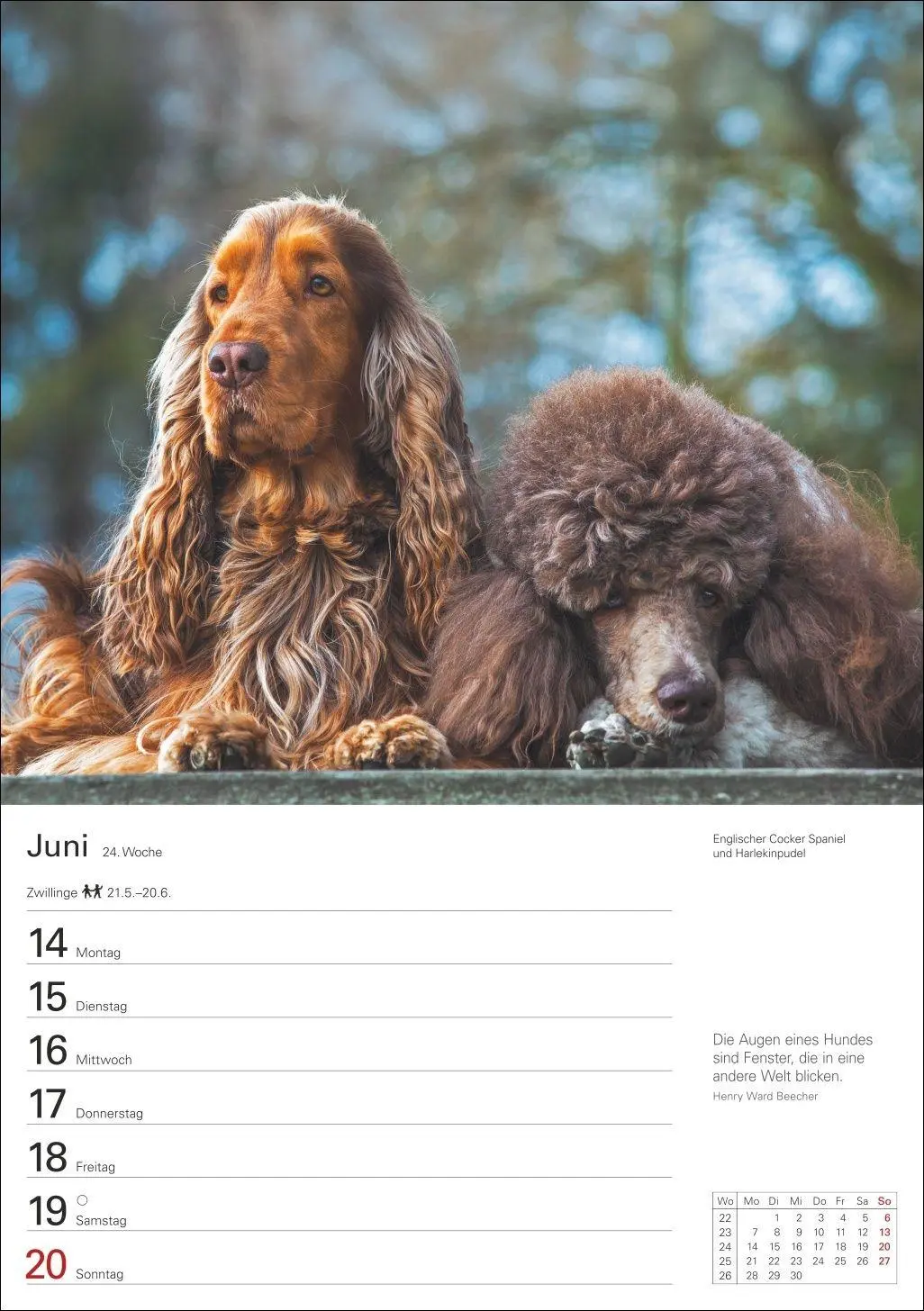Bild: 9783840040139 | Hunde Wochenplaner 2027 - 53 faszinierende Fotografien | Kalender