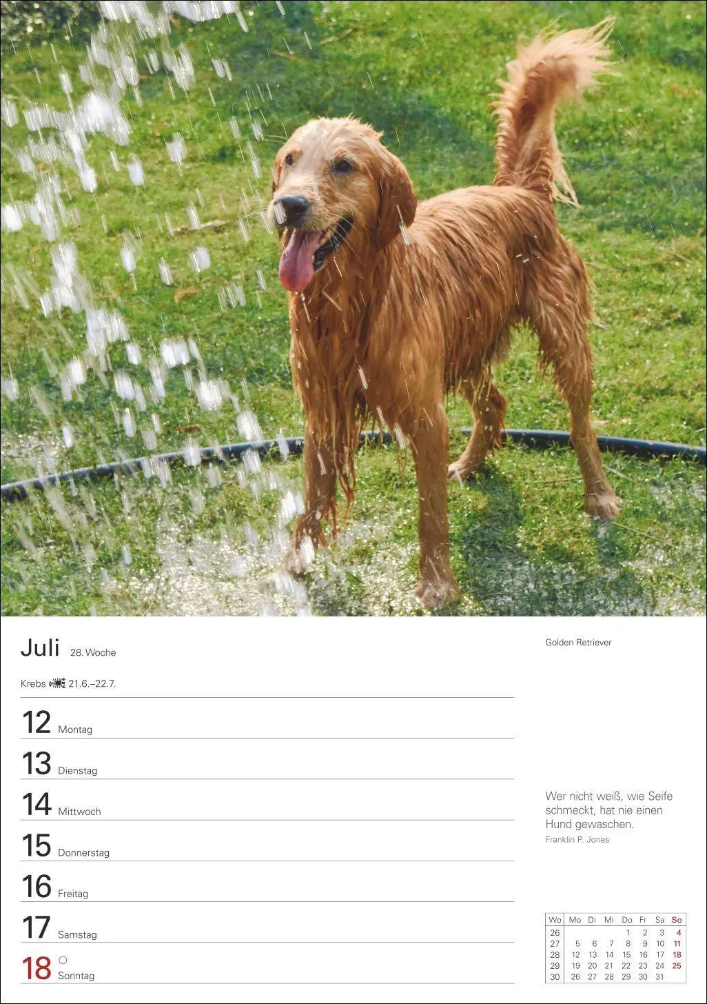 Bild: 9783840040139 | Hunde Wochenplaner 2027 - 53 faszinierende Fotografien | Kalender