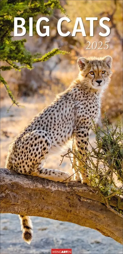 Cover: 9783839900239 | Big Cats Kalender 2025 | Kalender | Spiralbindung | Deutsch | 2025