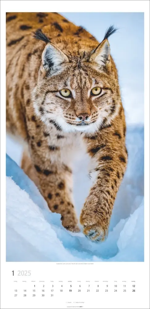 Bild: 9783839900239 | Big Cats Kalender 2025 | Kalender | Spiralbindung | Deutsch | 2025