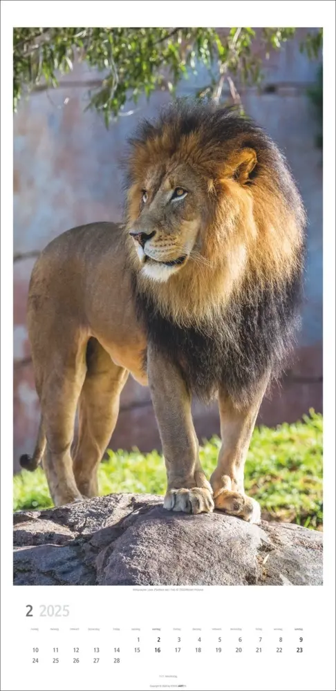 Bild: 9783839900239 | Big Cats Kalender 2025 | Kalender | Spiralbindung | Deutsch | 2025