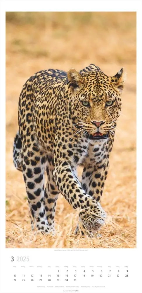 Bild: 9783839900239 | Big Cats Kalender 2025 | Kalender | Spiralbindung | Deutsch | 2025