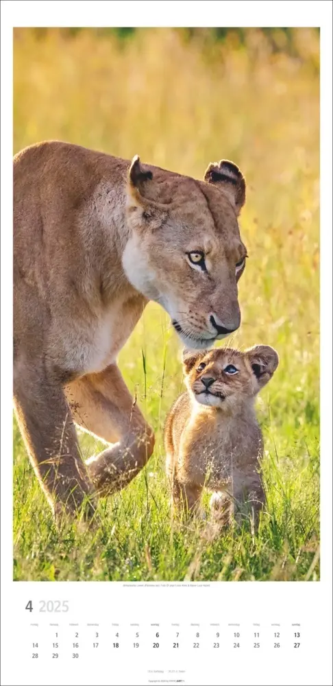 Bild: 9783839900239 | Big Cats Kalender 2025 | Kalender | Spiralbindung | Deutsch | 2025