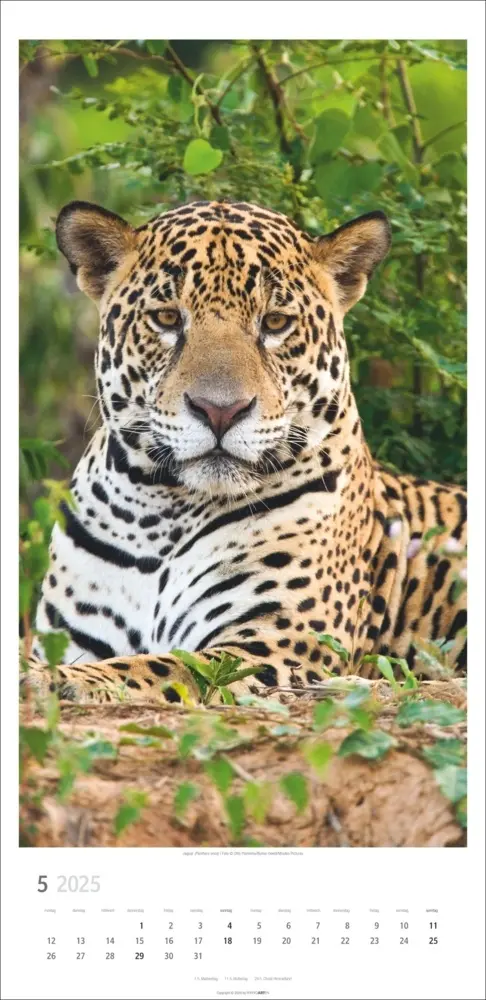 Bild: 9783839900239 | Big Cats Kalender 2025 | Kalender | Spiralbindung | Deutsch | 2025
