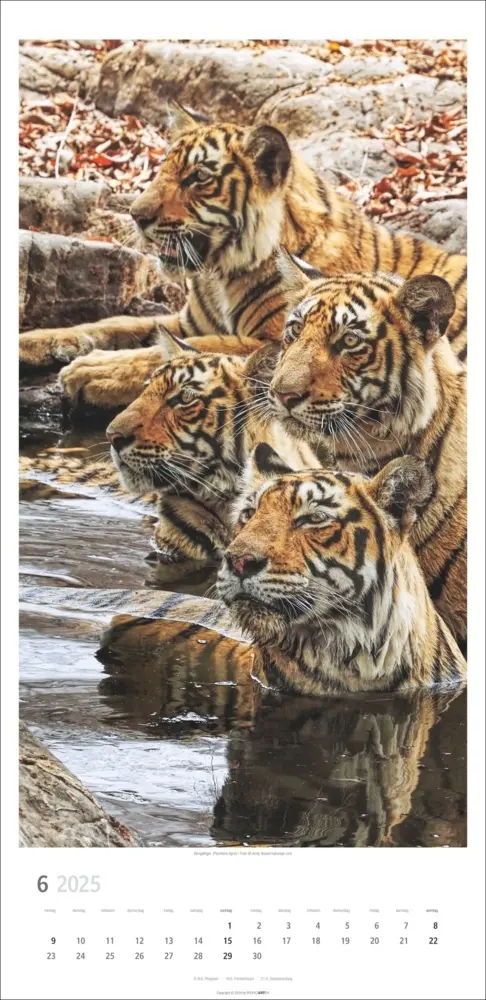 Bild: 9783839900239 | Big Cats Kalender 2025 | Kalender | Spiralbindung | Deutsch | 2025
