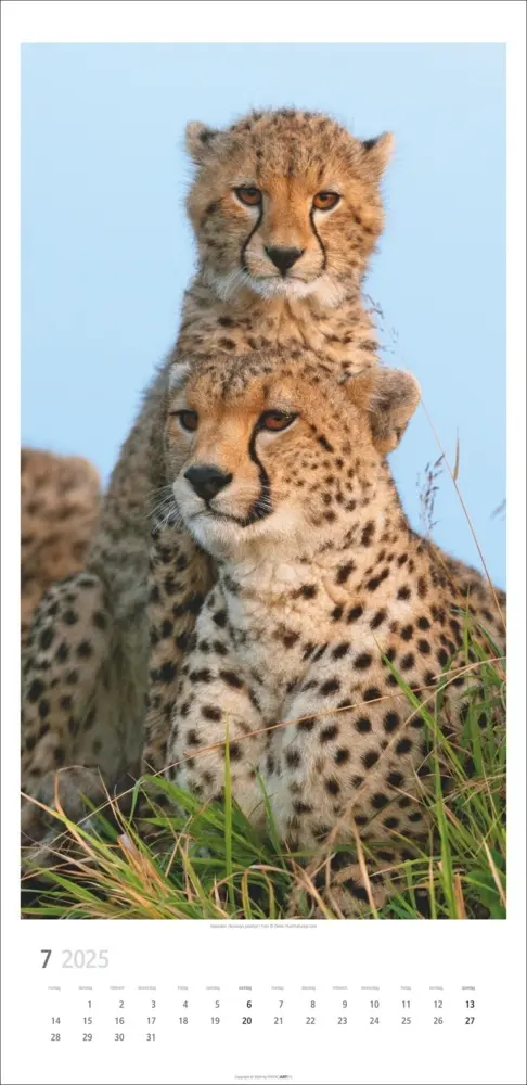Bild: 9783839900239 | Big Cats Kalender 2025 | Kalender | Spiralbindung | Deutsch | 2025