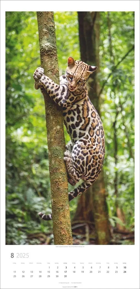 Bild: 9783839900239 | Big Cats Kalender 2025 | Kalender | Spiralbindung | Deutsch | 2025