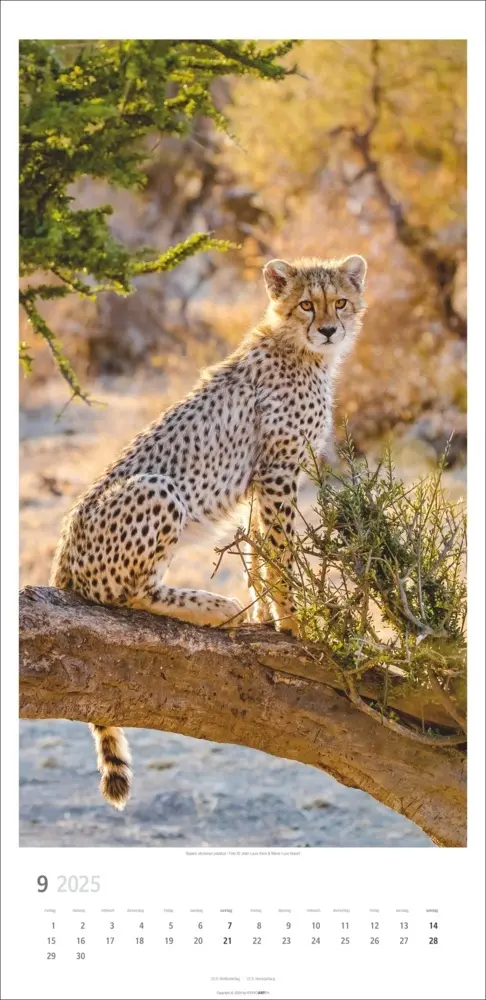 Bild: 9783839900239 | Big Cats Kalender 2025 | Kalender | Spiralbindung | Deutsch | 2025