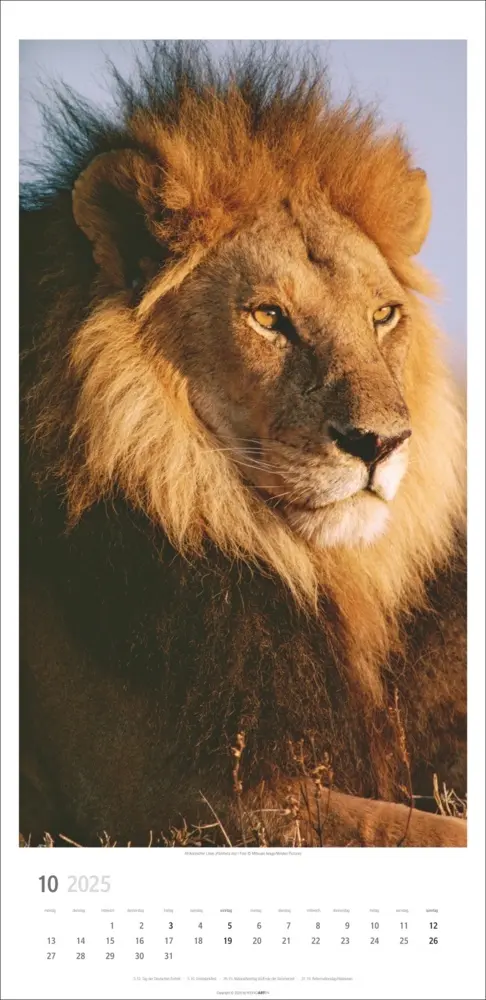 Bild: 9783839900239 | Big Cats Kalender 2025 | Kalender | Spiralbindung | Deutsch | 2025