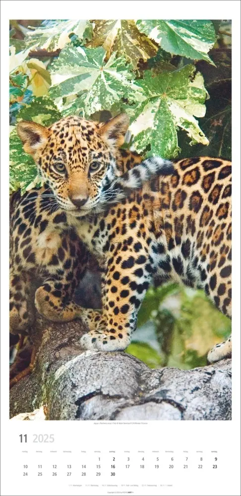 Bild: 9783839900239 | Big Cats Kalender 2025 | Kalender | Spiralbindung | Deutsch | 2025