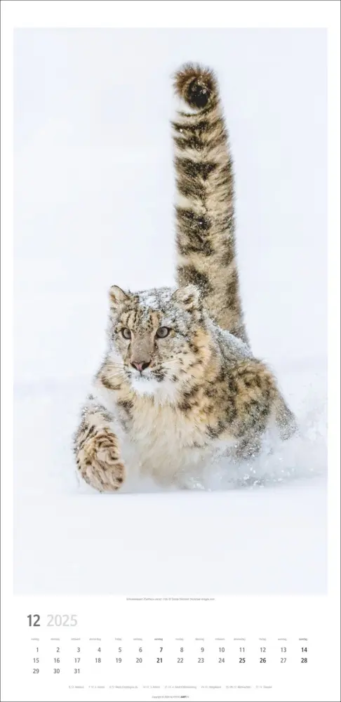 Bild: 9783839900239 | Big Cats Kalender 2025 | Kalender | Spiralbindung | Deutsch | 2025