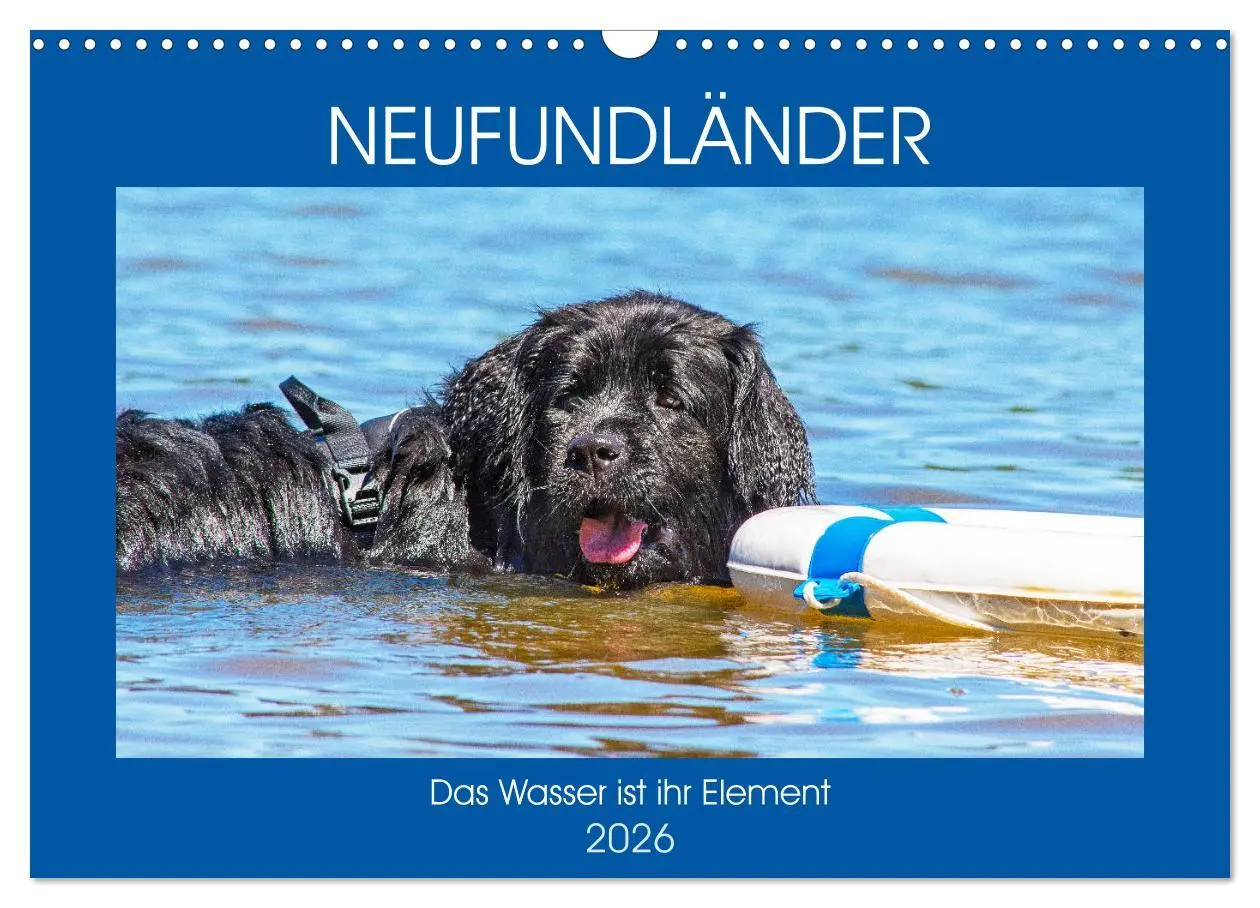 Cover: 9783457820339 | Neufundländer - Das Wasser ist ihr Element (Wandkalender 2026 DIN...