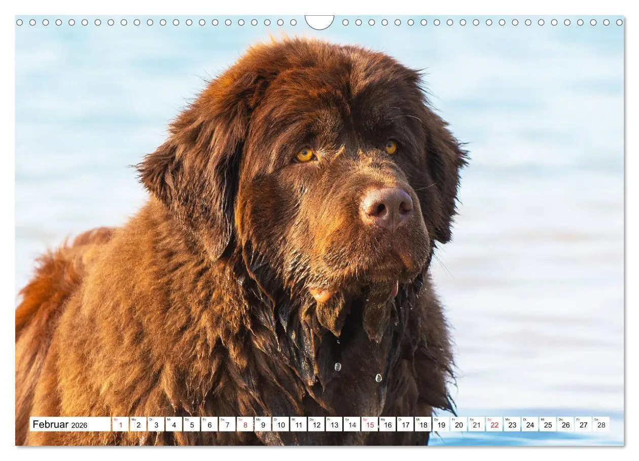 Bild: 9783457820339 | Neufundländer - Das Wasser ist ihr Element (Wandkalender 2026 DIN...