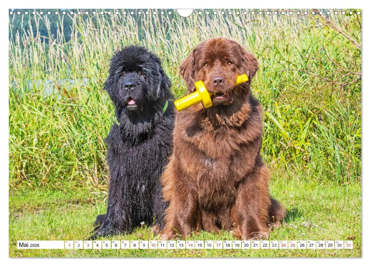 Bild: 9783457820339 | Neufundländer - Das Wasser ist ihr Element (Wandkalender 2026 DIN...