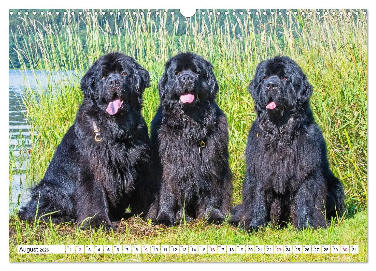 Bild: 9783457820339 | Neufundländer - Das Wasser ist ihr Element (Wandkalender 2026 DIN...