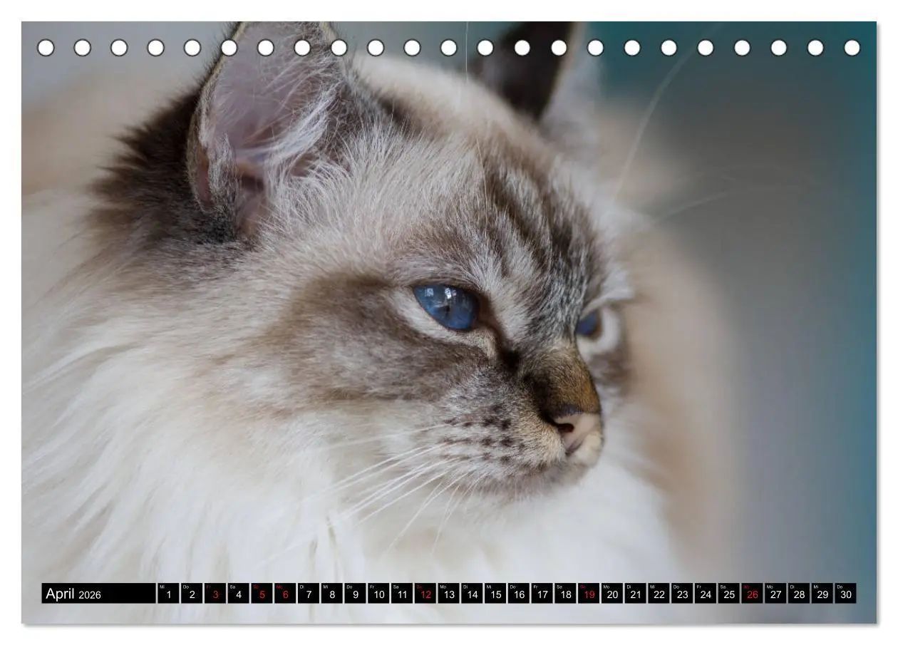 Bild: 9783516150339 | Heilige Birma Katzenkalender (Tischkalender 2026 DIN A5 quer),...