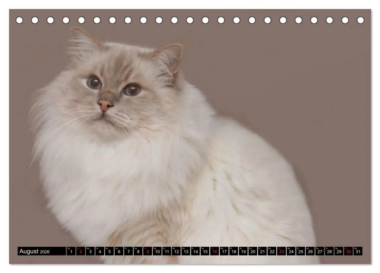 Bild: 9783516150339 | Heilige Birma Katzenkalender (Tischkalender 2026 DIN A5 quer),...