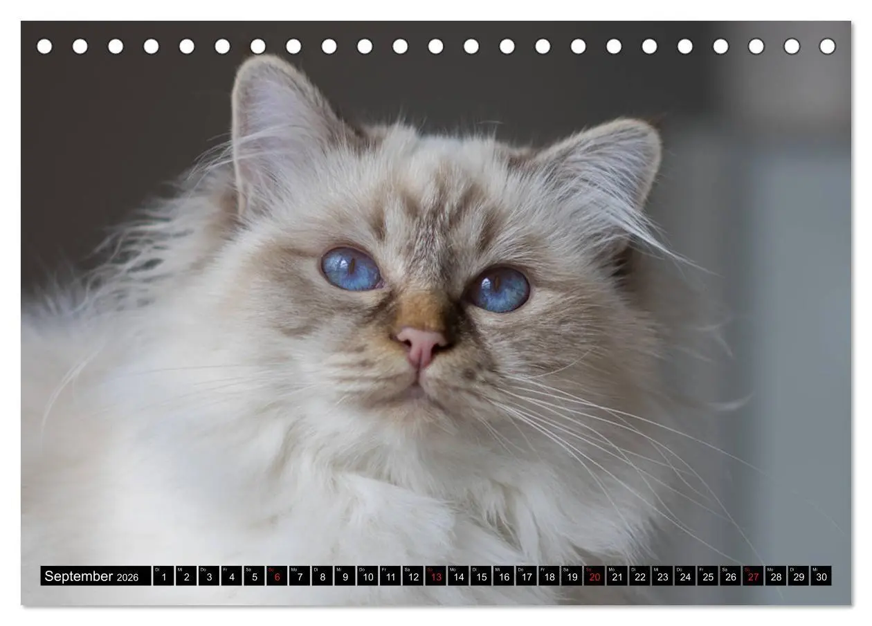 Bild: 9783516150339 | Heilige Birma Katzenkalender (Tischkalender 2026 DIN A5 quer),...