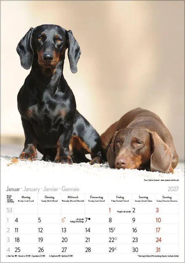 Bild: 9783819300639 | Dackel 2027 | Verlag Korsch | Kalender | Spiralbindung | 13 S. | 2027