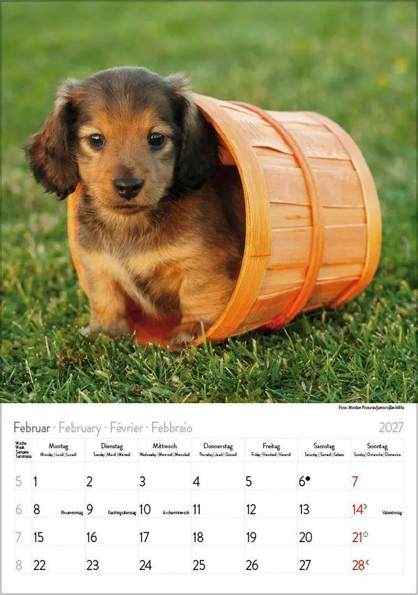 Bild: 9783819300639 | Dackel 2027 | Verlag Korsch | Kalender | Spiralbindung | 13 S. | 2027