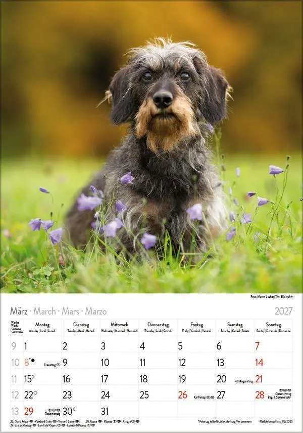 Bild: 9783819300639 | Dackel 2027 | Verlag Korsch | Kalender | Spiralbindung | 13 S. | 2027