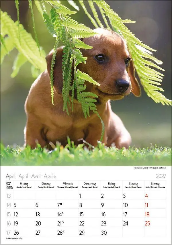 Bild: 9783819300639 | Dackel 2027 | Verlag Korsch | Kalender | Spiralbindung | 13 S. | 2027