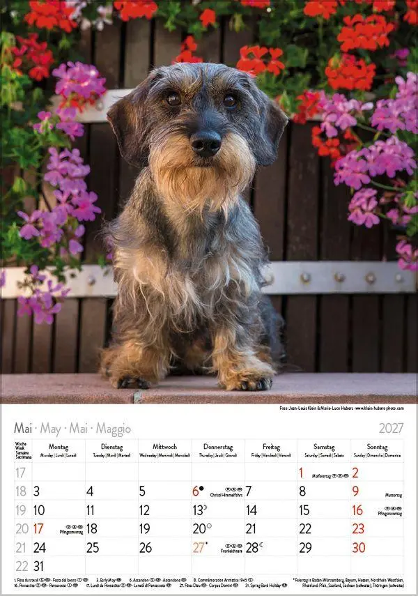 Bild: 9783819300639 | Dackel 2027 | Verlag Korsch | Kalender | Spiralbindung | 13 S. | 2027