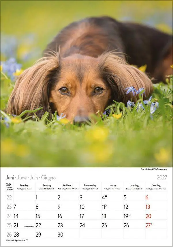 Bild: 9783819300639 | Dackel 2027 | Verlag Korsch | Kalender | Spiralbindung | 13 S. | 2027