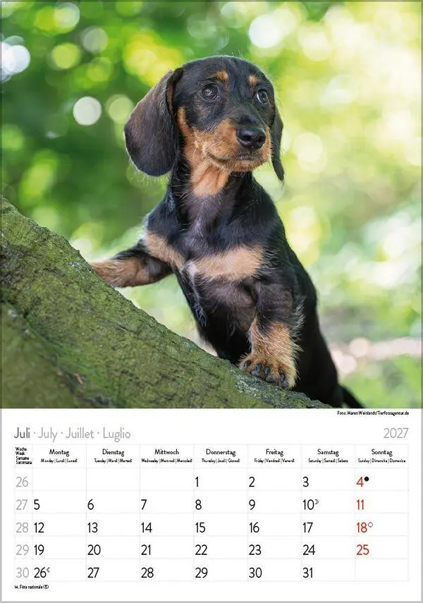 Bild: 9783819300639 | Dackel 2027 | Verlag Korsch | Kalender | Spiralbindung | 13 S. | 2027